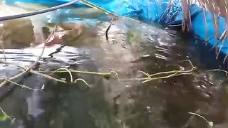 HARVESTING 560 PESOS TRAPAL TILAPIA CAGES