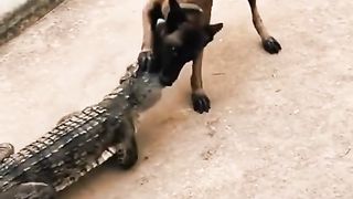 Crocodile 6