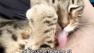 8 Comportements Bizarres De Ton Chat ????????