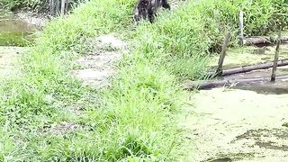 crazy cat 3