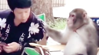 Funny Monkey Viral Video 95