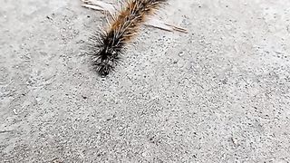 Many legs .......
