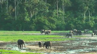 Seeing so many forest elephants gather in the Dzanga Bai was a truly special experience for @Bertie Gregory.