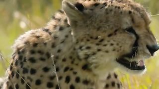 When threatened, this cheetah will do anything to protect her cubs.