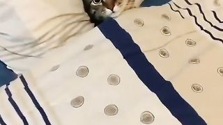cat sleeping on bed