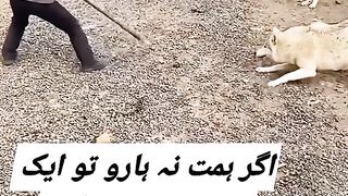 بھادر انسان