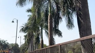 Goa old church