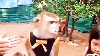 Monkey wedding
