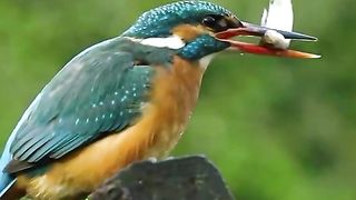 Video 413