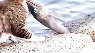 Cat in action 2