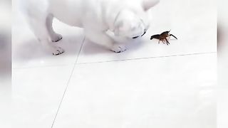 Funny Dog Viral Video 81