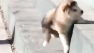 Cute dog ???? 2