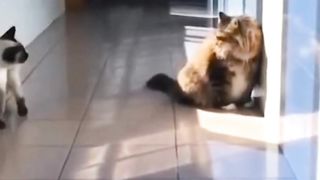 Kucing yang sangat besar dan lucu ????