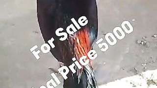 Aseel murga Ready for sale in Pakistan