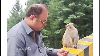 Funny Monkey Viral Video 96