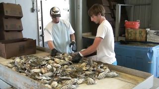 Production and Sale of Soft-shell Blue Crabs.