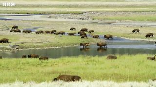 Bison Fight for Mating Rights _ BBC Earth.