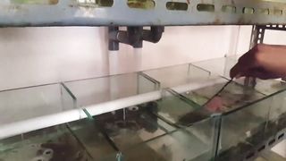 Crab house Indonesia - Recirculating Aquaculture System.