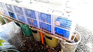 RAS DIY vertical crab farm update DAY 17◾mini grow out tank connected to VCF