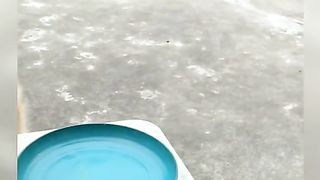 Funny Dog Viral Video 82