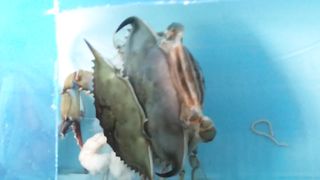 homemade soft shell crabs part 2