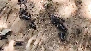 Baby scorpion Dish
