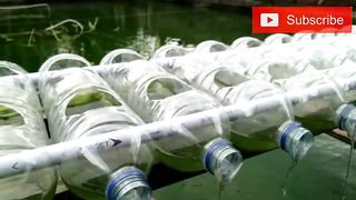Sistem aquaponik sederhana-budidaya ikan gurame