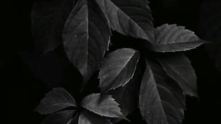 Sadgi