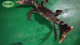 Mud Crab Fattening - 1st Model Farm in the Philippines - Highlands Crab Ep 01
