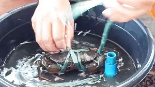 DIY CRAB FATTENING SET-UP TUTORIAL (Ep. 4)