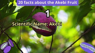 20 Facts about akebi fruit