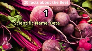 20 Facts about beet