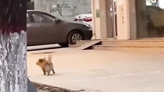 Mọe cái dáng đi lạ lùng thật
