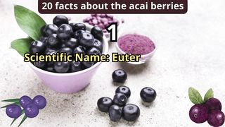 20 Facts about acai berries