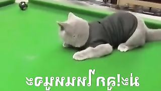 Rồi ai mới là đứa chơi hả