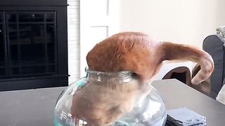 Funny cat #kucing lucu #kucing gemoy 3