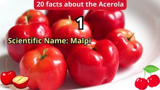 20 Facts about acerola