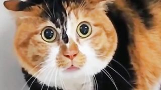 Funny Cat Viral Video 92