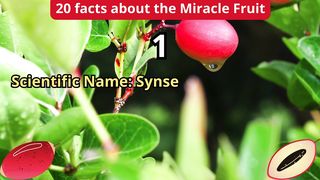 20 Facts about miracle fruit