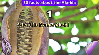 20 Facts about akebia