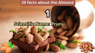 20 Facts about almond