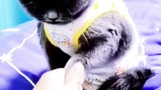 Funny Expression of Gray Cat Angry Face