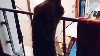 Funny Cat Viral Video 93