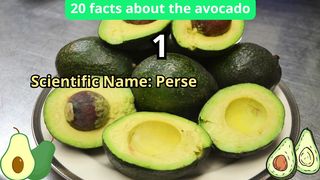 20 Facts about avocado