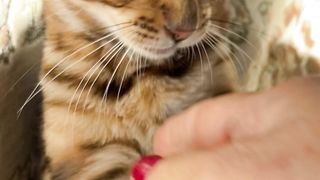 Descendant of the leopard