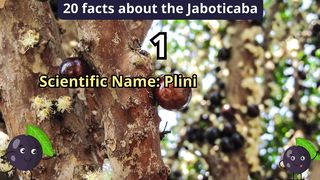 20 Facts about the jaboticaba