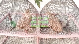 Teetar for sale in Pakistan