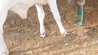 Bull for sale in Pakistan and Bangladesh
