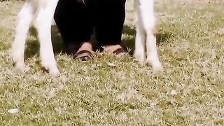 Gulabi rajan pori gulabi goat's for the sale