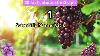 20 Facts about the grape